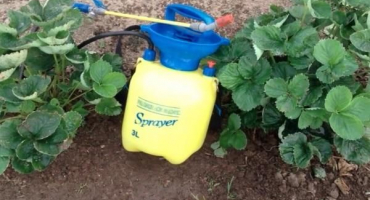 Jaké herbicidy zvolit pro ošetření jahod od plevele